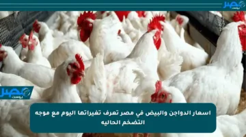 أسعار الدواجن والبيض في مصر تعرف تغيراتها اليوم مع موجة التضخم الحالية